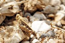 ریزش ملخ‌های صحرایی به روستاهای بخش احمدی هرمزگان