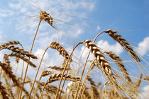 خرید تضمینی یک میلیون و ۲۴۳ هزار تن گندم در گلستان