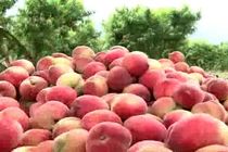 برداشت 26000 تن هلو و شلیل در استان اصفهان