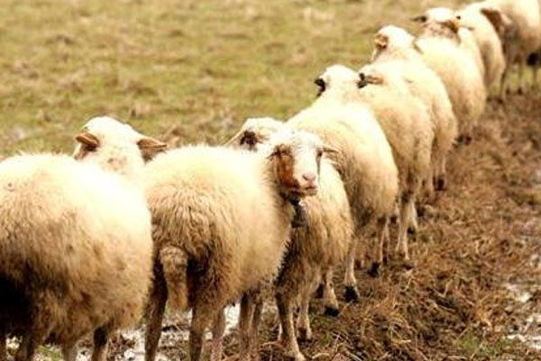 کشف 8 راس دام قاچاق از جعبه بغل اتوبوس