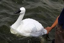 استفاده از قوی رباتیک برای بررسی کیفیت آب + تصاویر