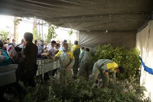 10 هزار نهال مثمر به همت سازمان سیما، منظر و فضای سبز شهرداری یزد توزیع شد