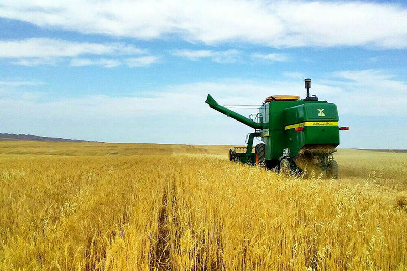 افزایش 20 درصدی سطح زیر کشت محصول جو در استان اردبیل
