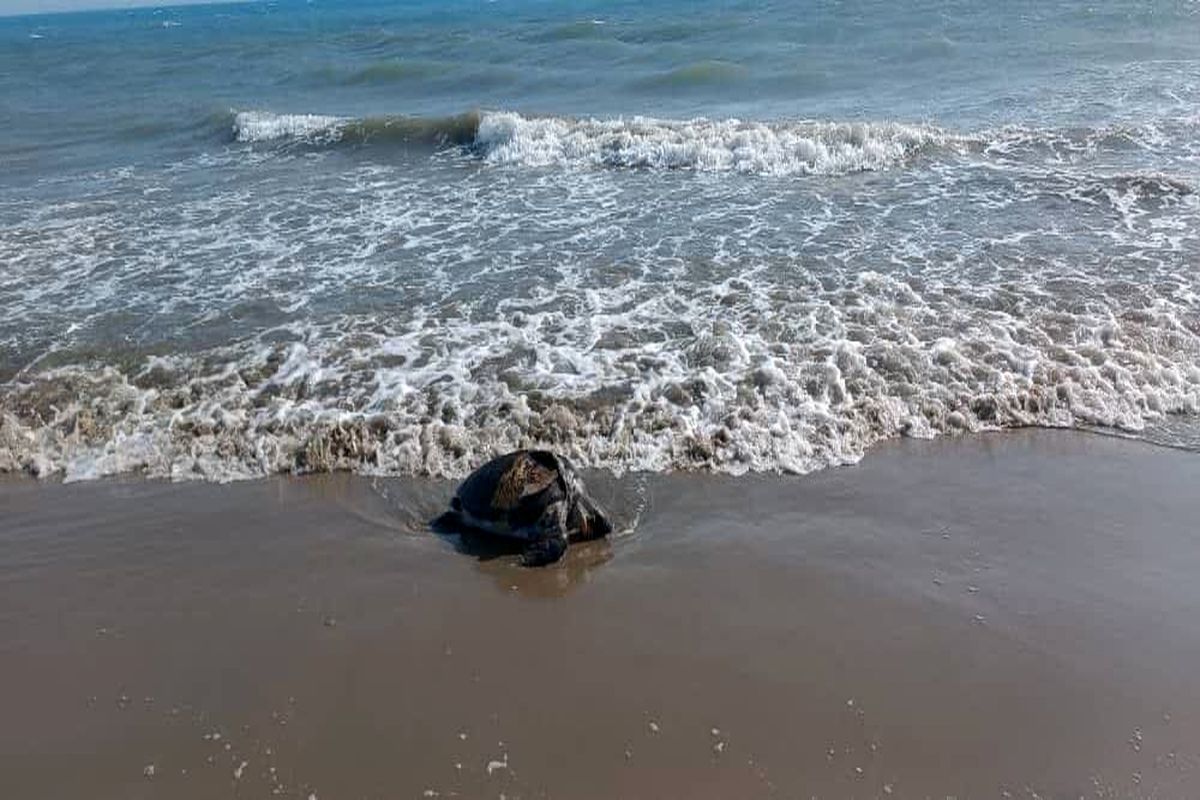 محیط زیست هرمزگان 