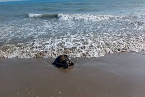 مشاهده تلفات لاک پشت‌های دریایی در سواحل جاسک