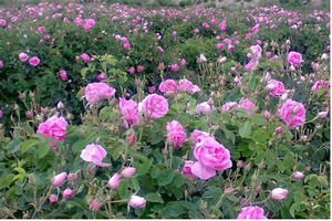  آغاز برداشت گل محمدی درکاشان