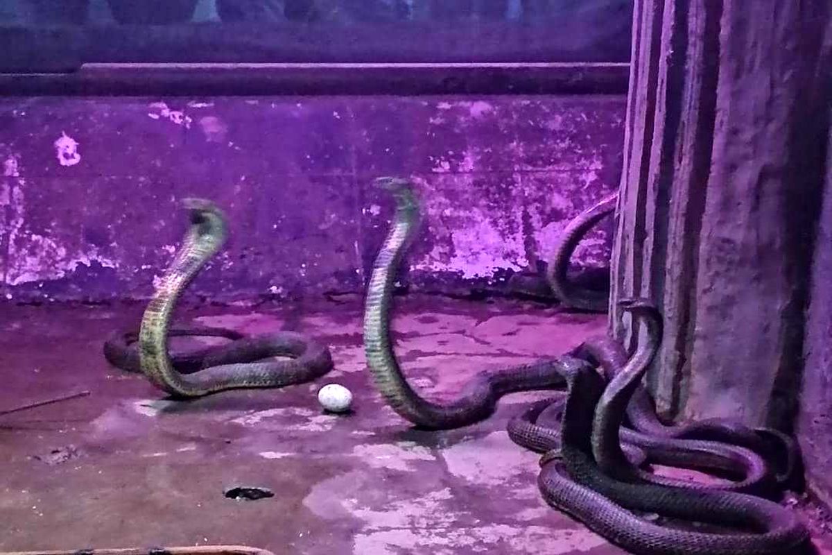 تخم گذاری مار کبری