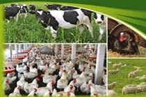 دوازدهمین نمایشگاه تخصصی صنعت دام، طیور و صنایع وابسته در قم