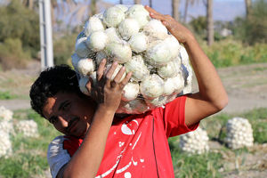  برداشت نخستین پیاز در زمین های کشاورزی میاندورود آغاز شد
