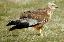 رهاسازی یک بهله  سنقر تالابی  در صومعه سرا 