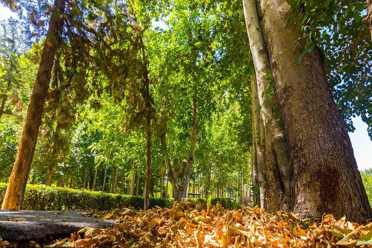 سم پاشی درختان چنار