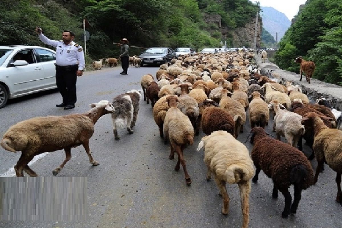 عبور دام از جاده کندوان