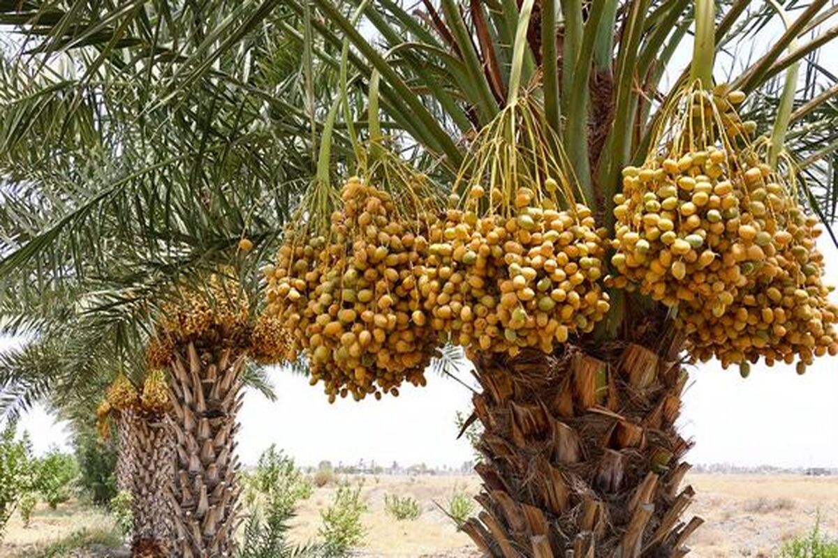 اصفهان- نخلستان