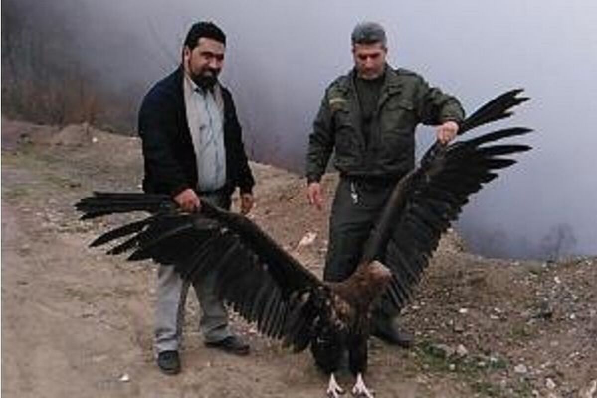 کرکس