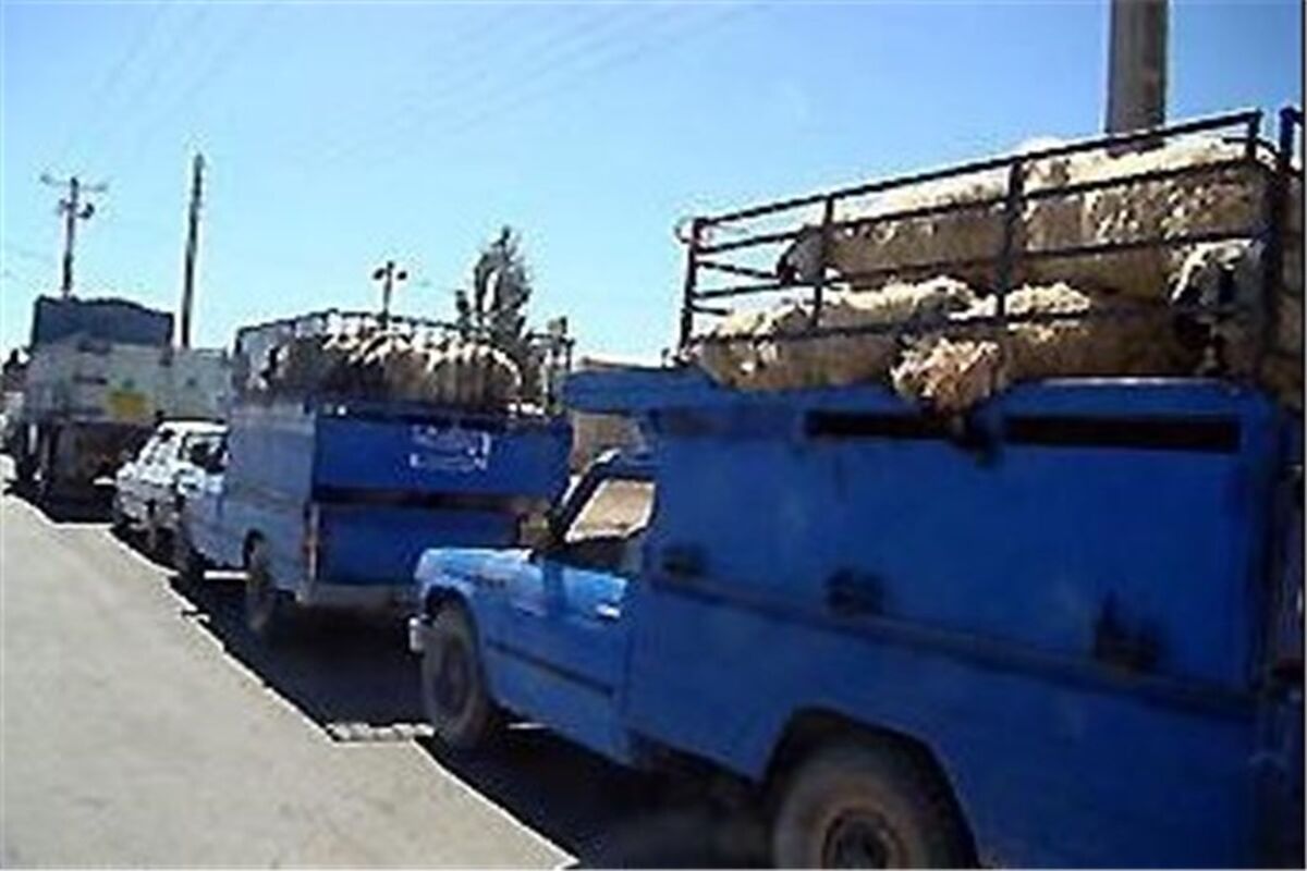قاچاق دام
