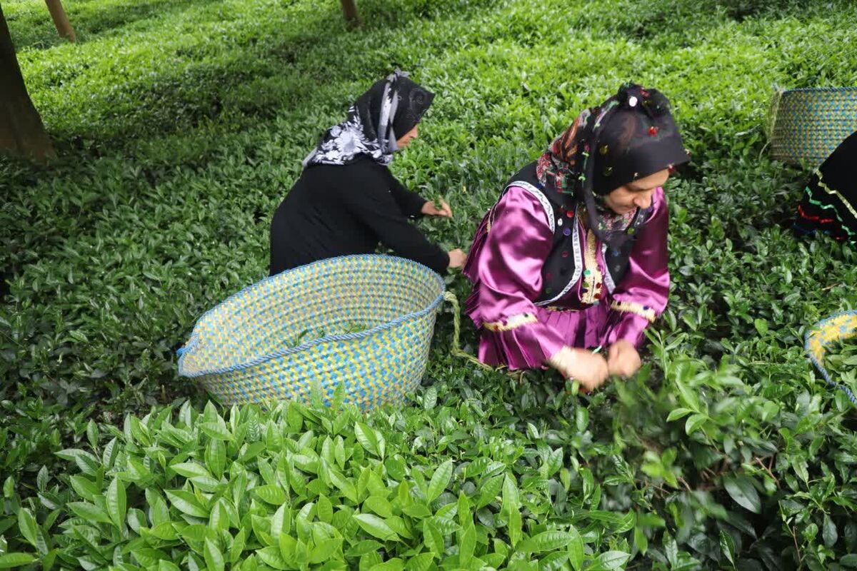 برداشت برگ سبز چای در شمال ایران