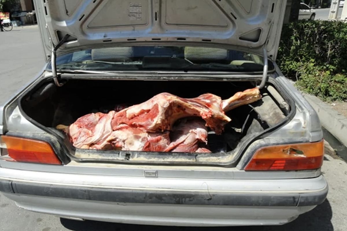 کشتار غیر مجاز گوساله_crop