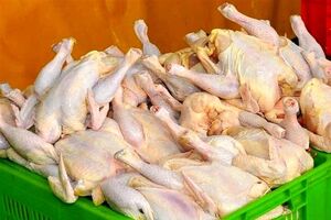 جلوگیری از خروج غیرقانونی مرغ از هرمزگان