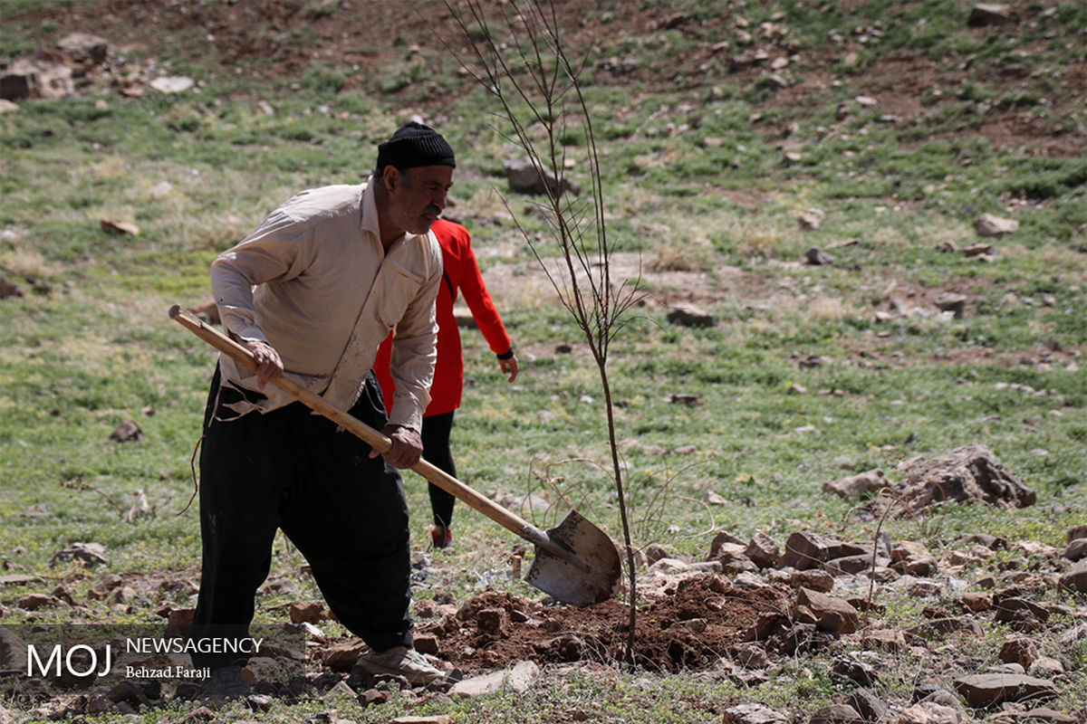 همایش پیاده روی خانوادگی و کاشت درخت در کرمانشاه