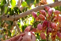 خسارت خشکسالی و افزایش دما به مزارع پسته مه ولات