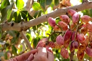 خسارت خشکسالی و افزایش دما به مزارع پسته مه ولات