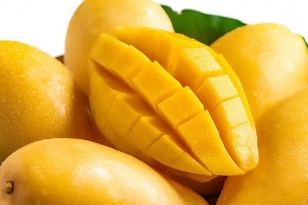 چراغ سبز دولت به واردات انبه از کنیا