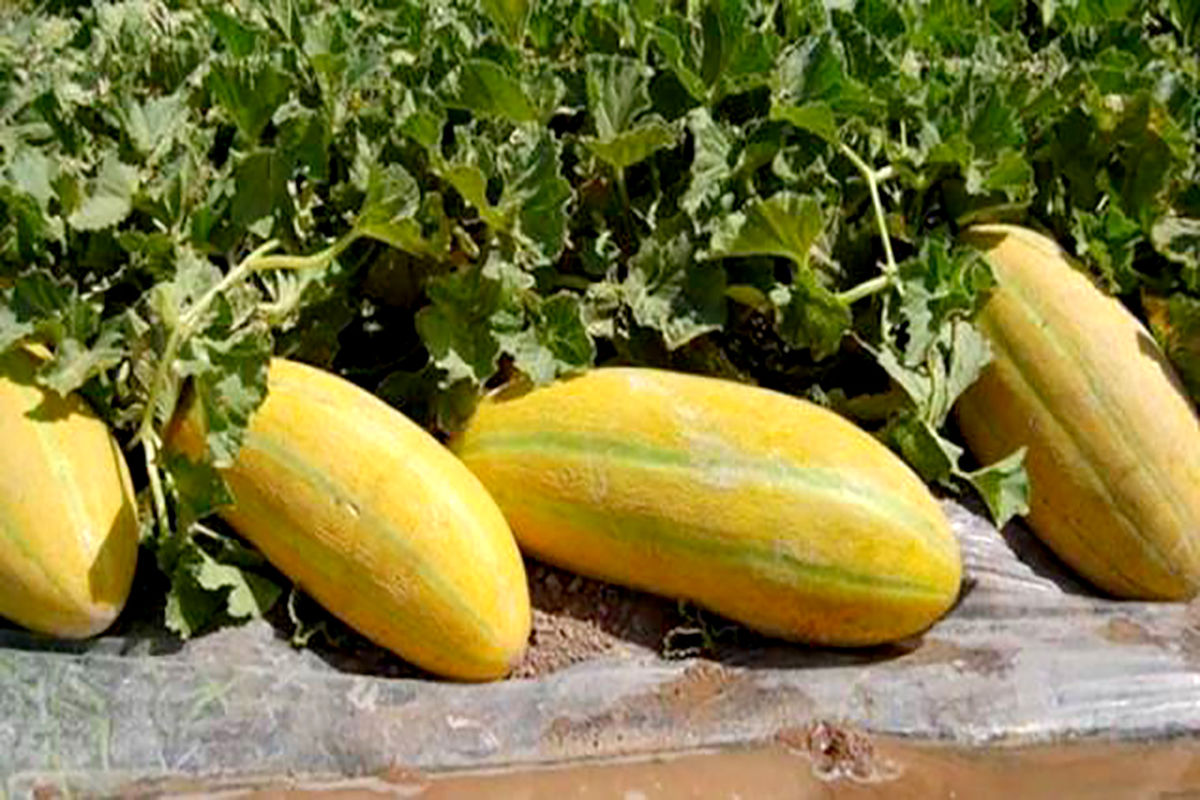  نشای خربزه در  گلخانه‌ها