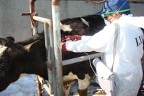 آغاز واکسیناسیون دامهای شهرستان کاشمر برعلیه طاعون 