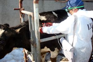 226 هزار و 100 راس دام در استان مرکزی علیه بیماری‌های مشترک ایمن‌سازی شد