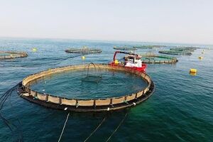 هرمزگان حائز رتبه نخست آبزی پروری دریایی کشور