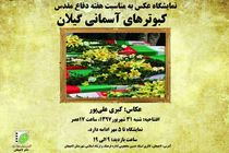 نمایشگاه عکس با عنوان «کبوترهای آسمانی گیلان» در لاهیجان 