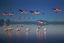 ممنوعیت بازدید از پناهگاههای حیات وحش استان مازندران