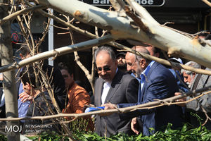 احیای درختان خیابان ولیعصر (عج)