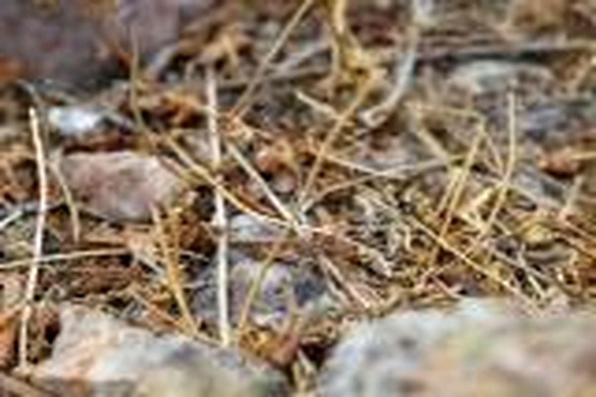 استاندار گیلان