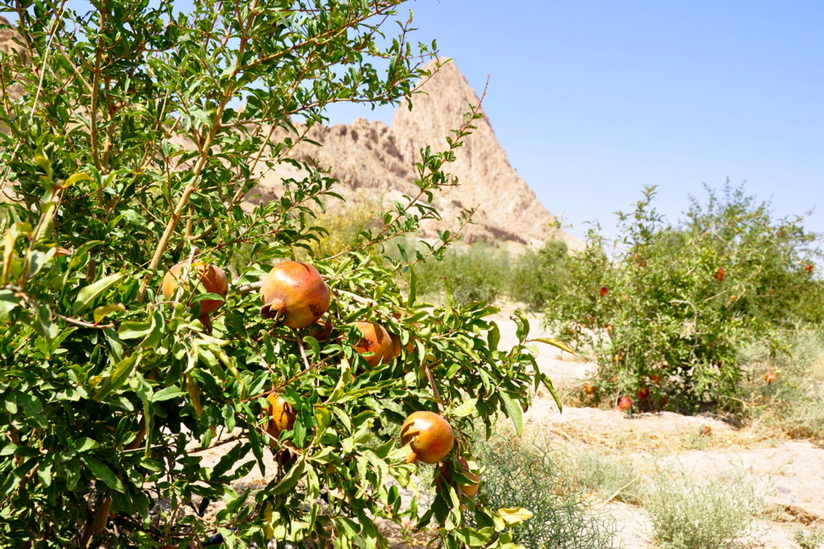  درخت مثمر