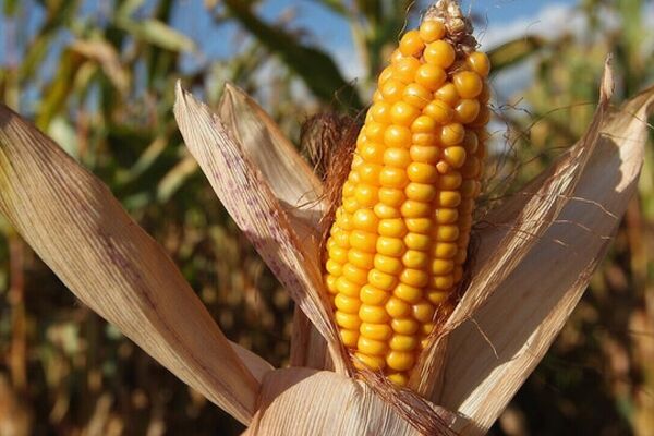 وال استریت ژورنال از بحران غذایی آمریکا به دلیل کمبود کود خبر داد