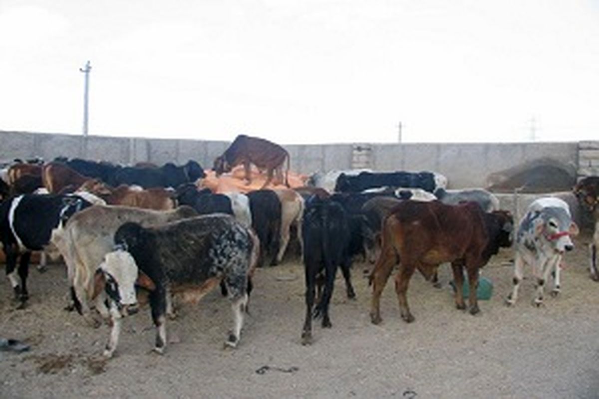 گیلان-کشف احشام