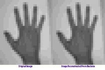 کدگذاری یک فیلم در داخل دی‌ان‌ای یک باکتری