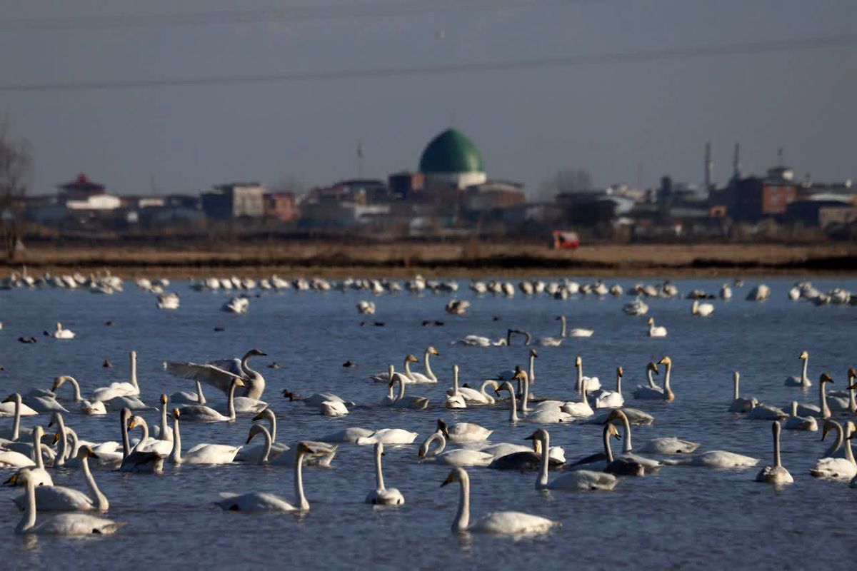 قوهای مهاجر