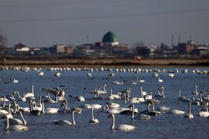 ورود قوهای مهاجر به تالاب های مازندران