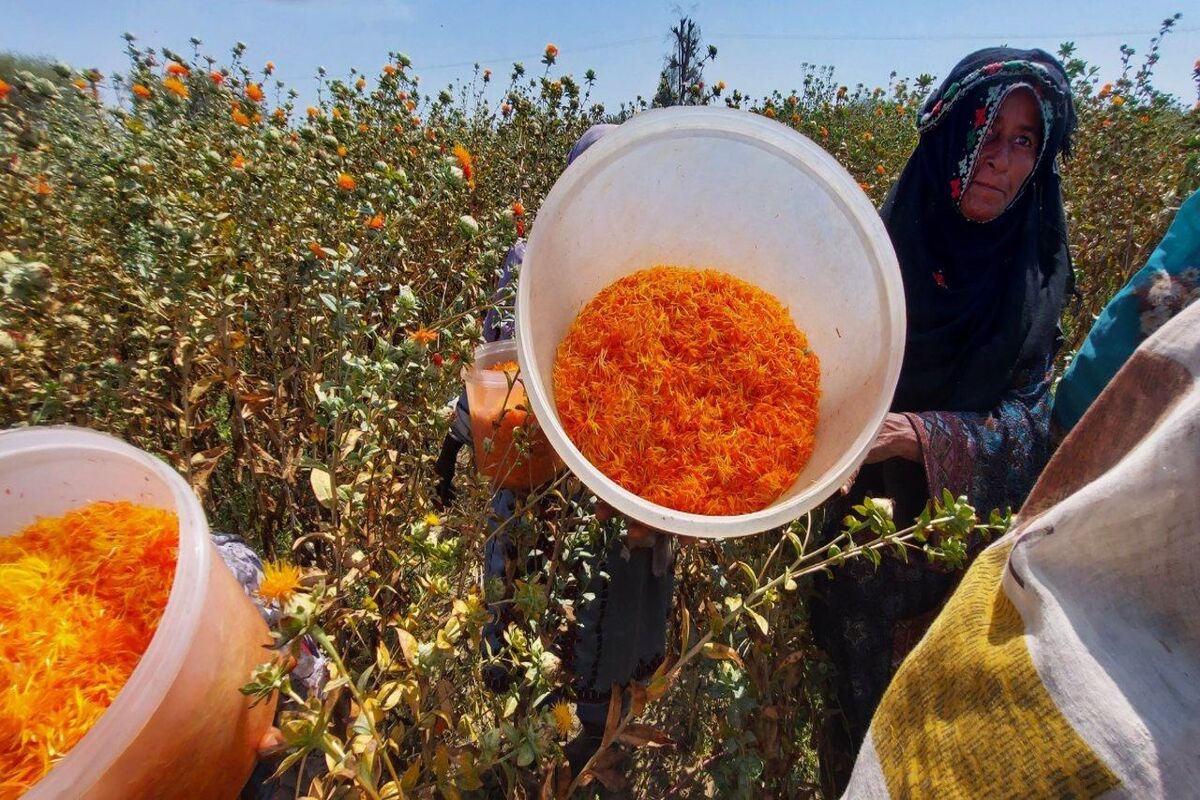 گلچه های گلرنگ مزارع
