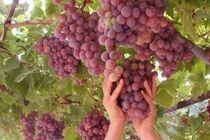 برداشت انگور نوبرانه از باغات هرمزگان