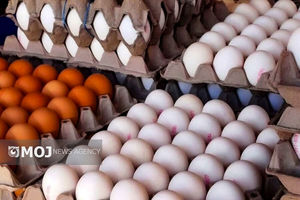 روند افزایشی تولید مرغ و تخم مرغ، گوشت قرمز و شیر + فیلم