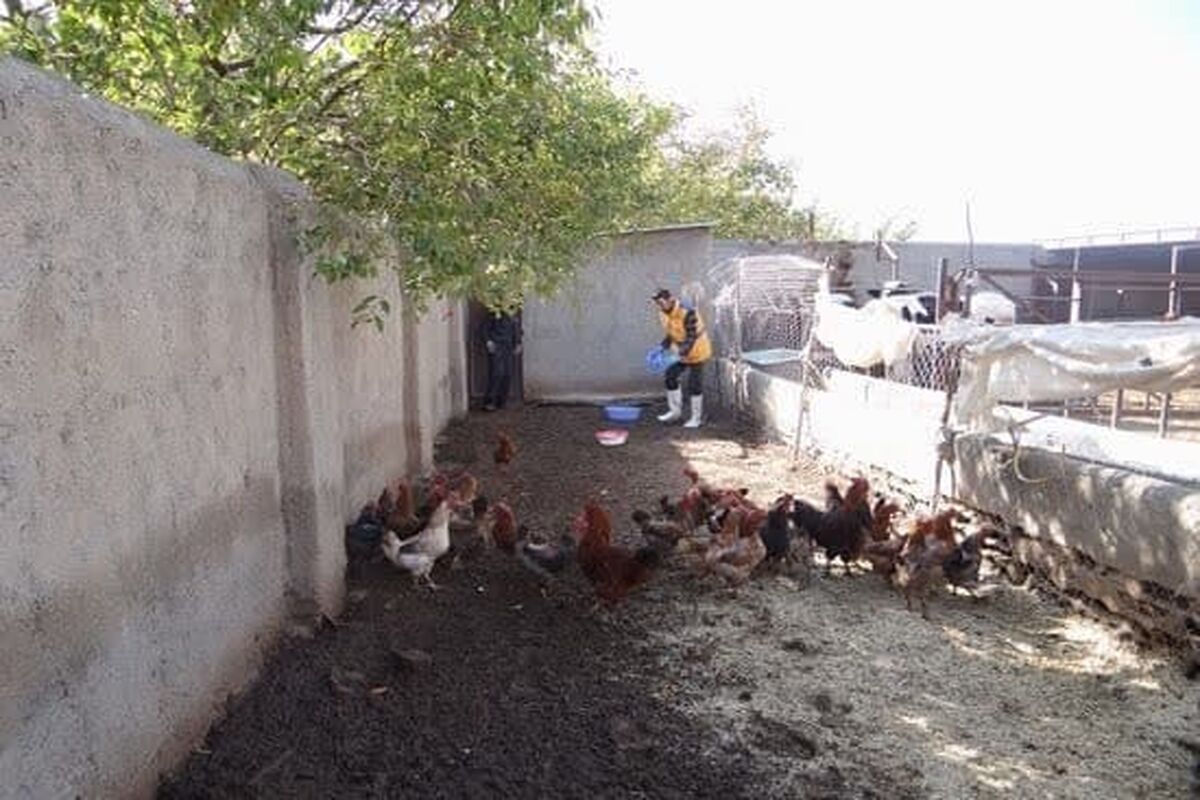عکس خبر دامپزشکی