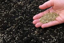 صدور گواهی و صادرات بذر ایرانى بعد از ٢١ سال 