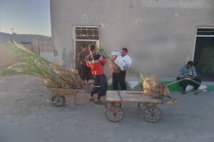 کاشت ۳۵۰ اصله پاجوش خرما در منازل و مزارع شهرستان هامون 
