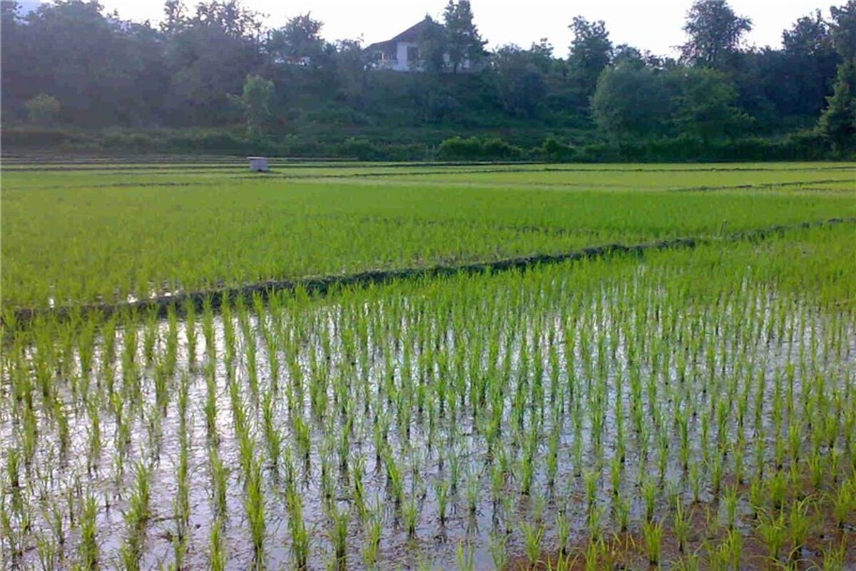 اصفهان- کشت برنج