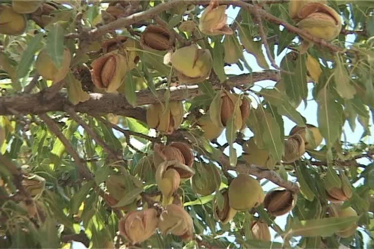 برداشت بادام