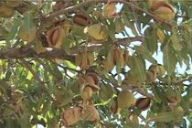 پیش بینی برداشت هزار تن انواع بادام از باغات شهرستان فریدونشهر