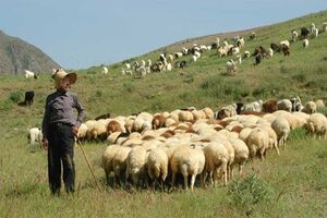 برندسازی و تکمیل زنجیره ارزش گوشت قرمز عشایر فارس در دستور کار قرار گرفت